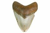 Fossil Megalodon Tooth - North Carolina #160989-1